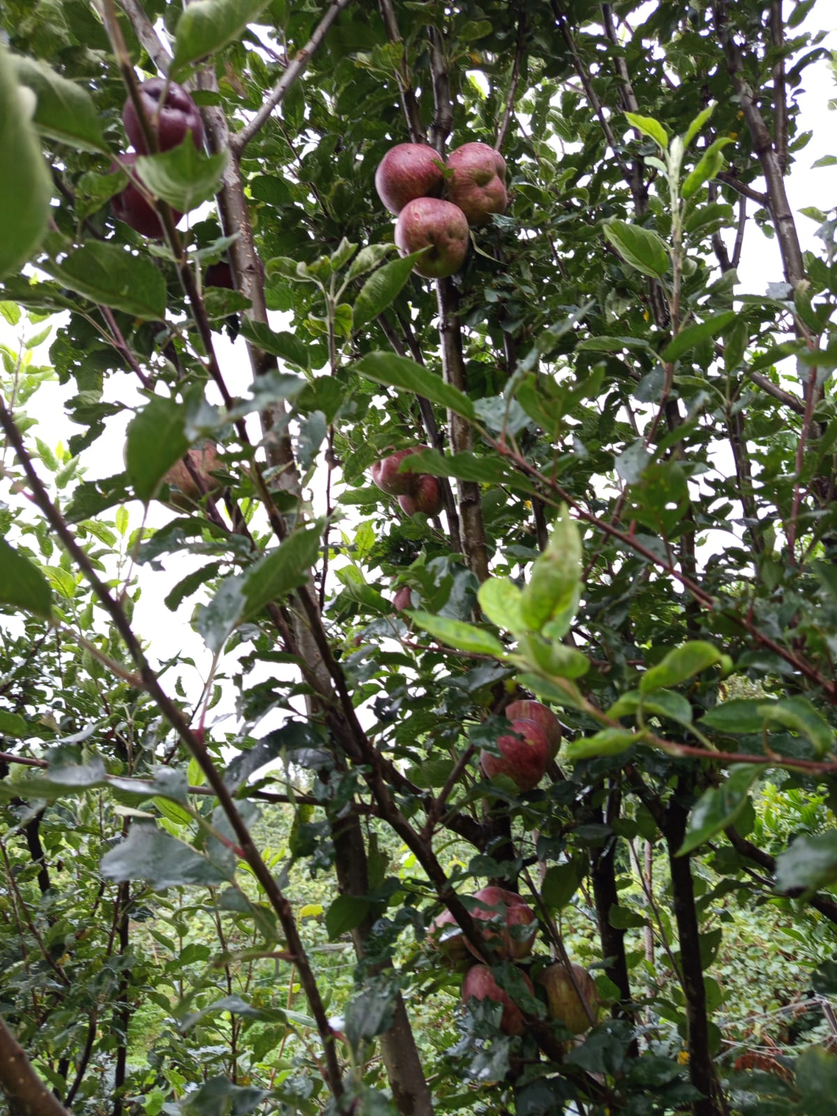 Apples